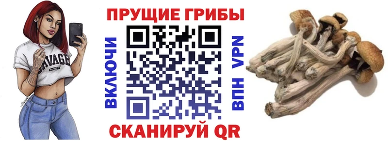 где купить наркоту Жуковка Галлюциногенные грибы Magic Shrooms